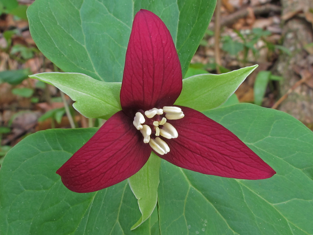 Trillium erectum (Red trillium) #46233