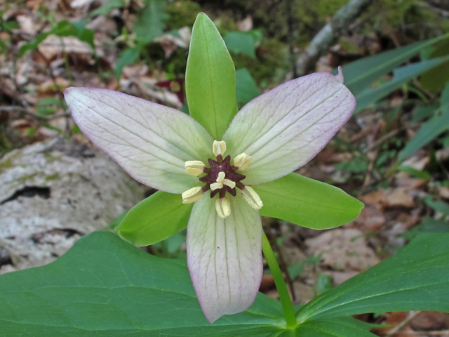 Trillium erectum (Red trillium) #46234