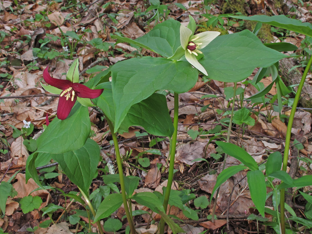 Trillium erectum (Red trillium) #46236