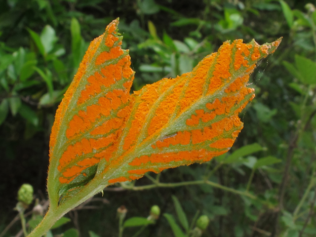 Rubus cuneifolius (Sand blackberry) #46242