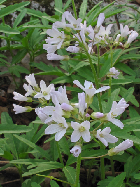 Cardamine concatenata (Cutleaf toothwort) #46273