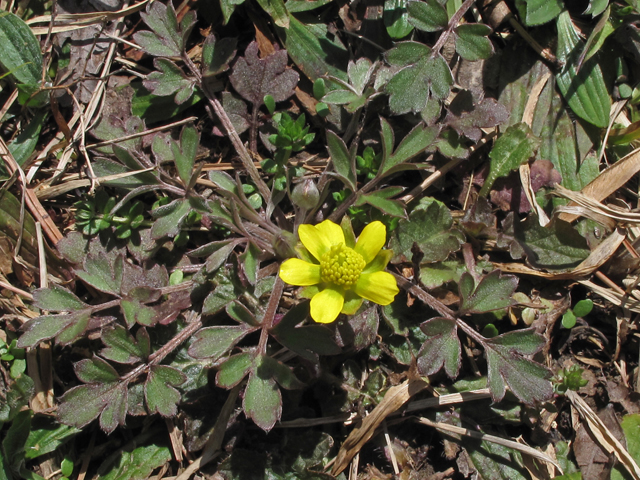 Ranunculus fascicularis (Early buttercup) #46279