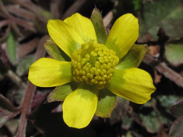 Ranunculus fascicularis (Early buttercup) #46280