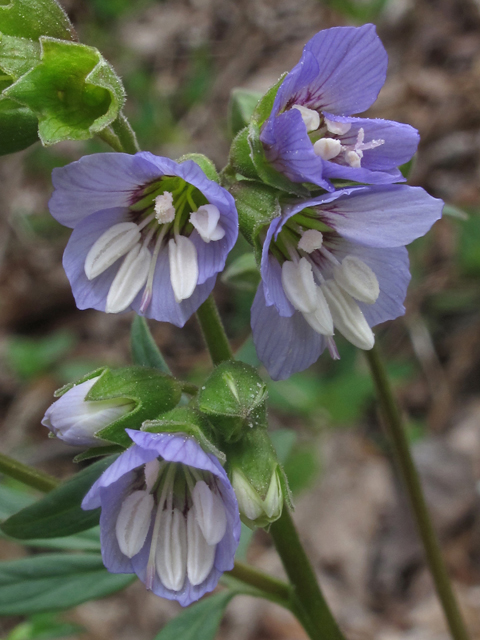 Polemonium reptans (Greek valerian) #46291