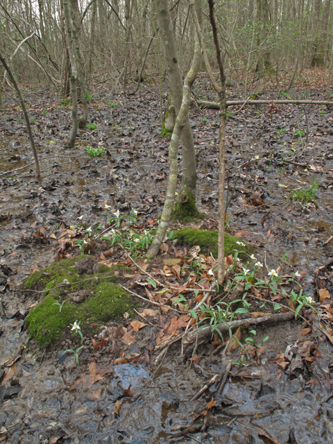 Trillium pusillum (Dwarf wakerobin) #46292