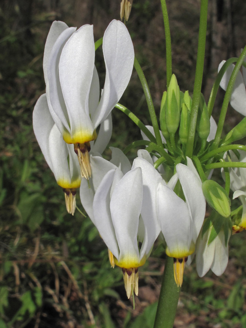 Dodecatheon meadia (Eastern shooting star) #46296