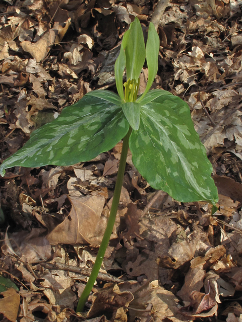 Trillium ludovicianum (Louisiana wakerobin) #46298