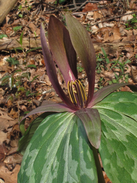 Trillium ludovicianum (Louisiana wakerobin) #46299