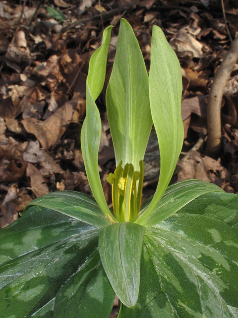 Trillium ludovicianum (Louisiana wakerobin) #46300