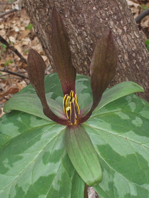 Trillium ludovicianum (Louisiana wakerobin) #46303