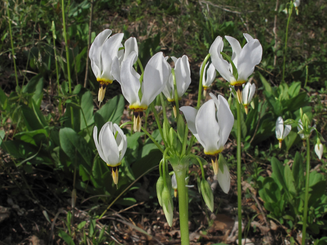 Dodecatheon meadia (Eastern shooting star) #46305