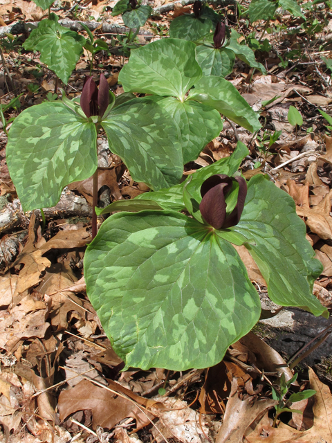 Trillium cuneatum (Little sweet betsy) #46318