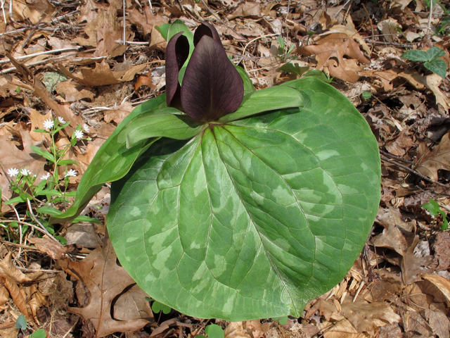 Trillium cuneatum (Little sweet betsy) #46327