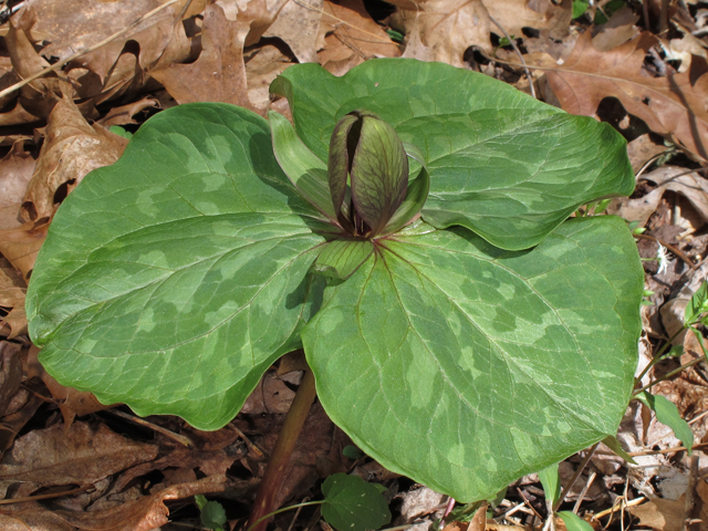 Trillium cuneatum (Little sweet betsy) #46328