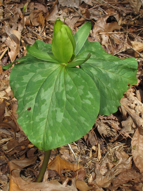 Trillium cuneatum (Little sweet betsy) #46329