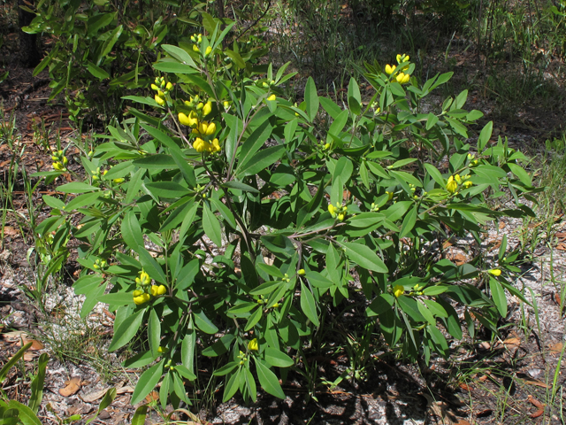 Baptisia lanceolata (Gopherweed) #46338