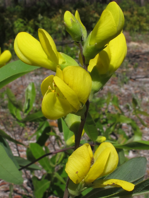 Baptisia lanceolata (Gopherweed) #46339