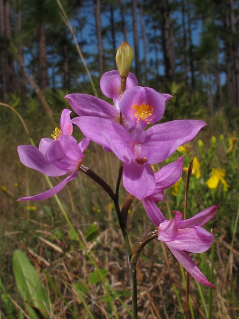 Calopogon barbatus (Bearded grasspink) #46346