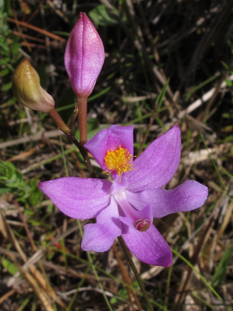 Calopogon barbatus (Bearded grasspink) #46347