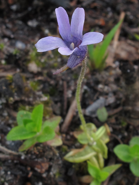 Pinguicula pumila (Small butterwort) #46352