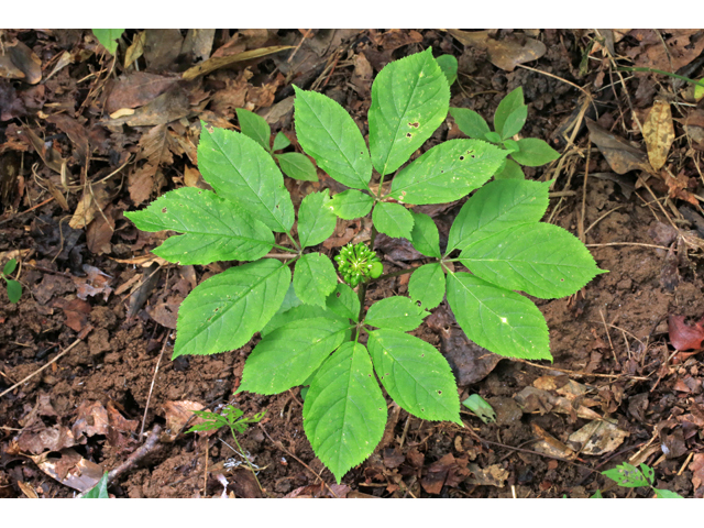 Panax quinquefolius (American ginseng) #46596