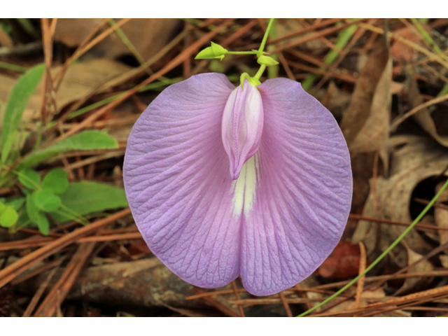 Centrosema virginianum (Spurred butterfly pea) #46601