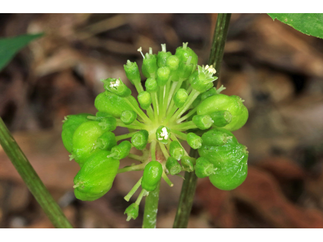 Panax quinquefolius (American ginseng) #46604