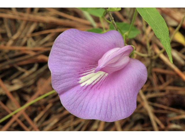 Centrosema virginianum (Spurred butterfly pea) #46615