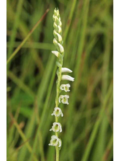 Spiranthes lacera var. gracilis (Southern slender ladies'-tresses) #46618