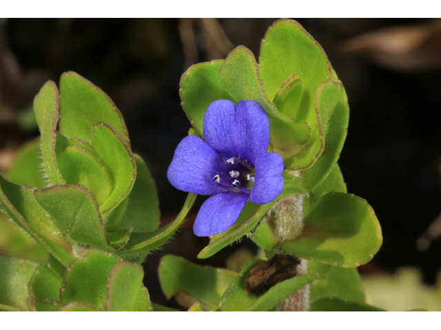 Bacopa caroliniana (Blue waterhyssop) #46622