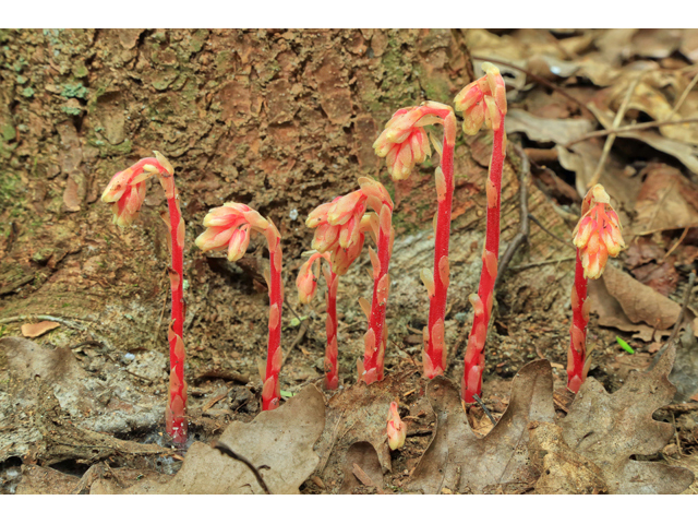 Monotropa hypopitys (Pinesap) #46629