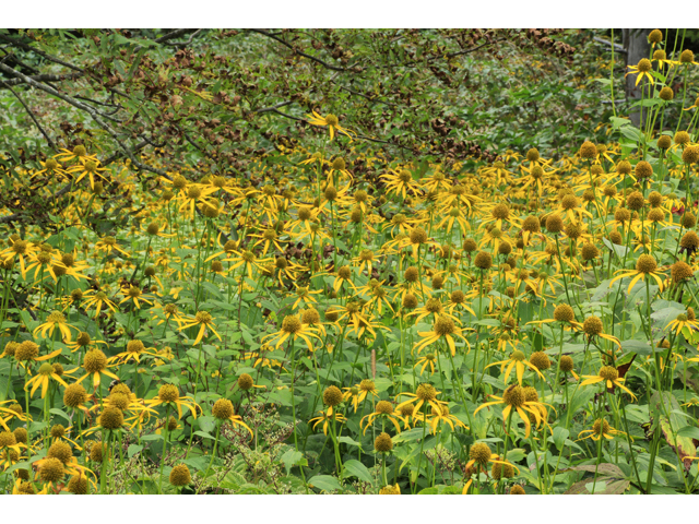 Rudbeckia laciniata (Green-headed coneflower) #46634