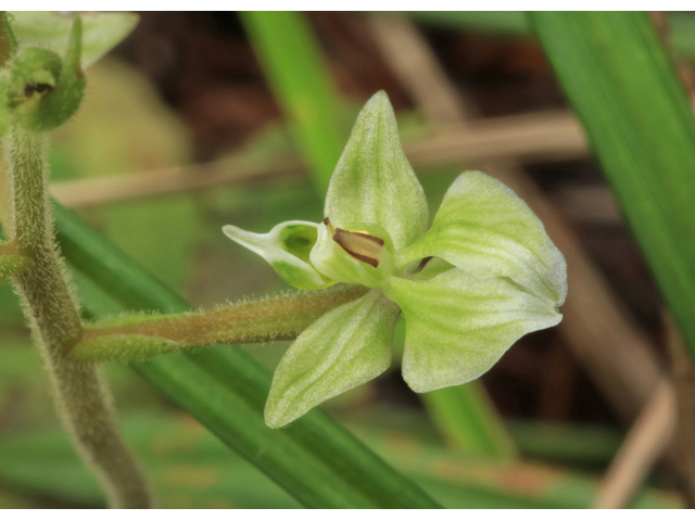 Ponthieva racemosa (Hairy shadow witch) #46663