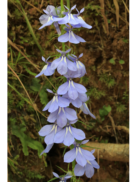 Lobelia puberula (Downy lobelia) #46665