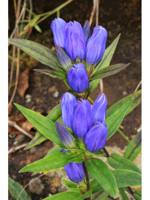 Gentiana saponaria (Harvestbells) #46671