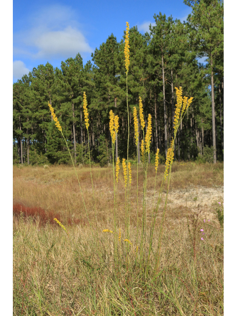 Solidago stricta (Wand goldenrod) #46678