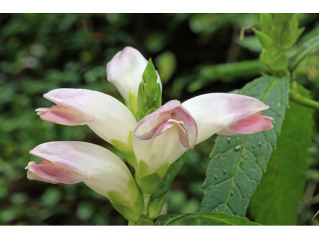 Chelone glabra (White turtlehead) #46681