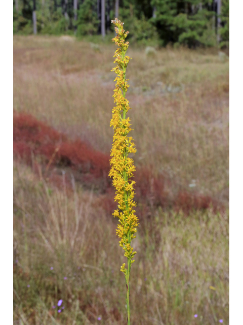 Solidago stricta (Wand goldenrod) #46684