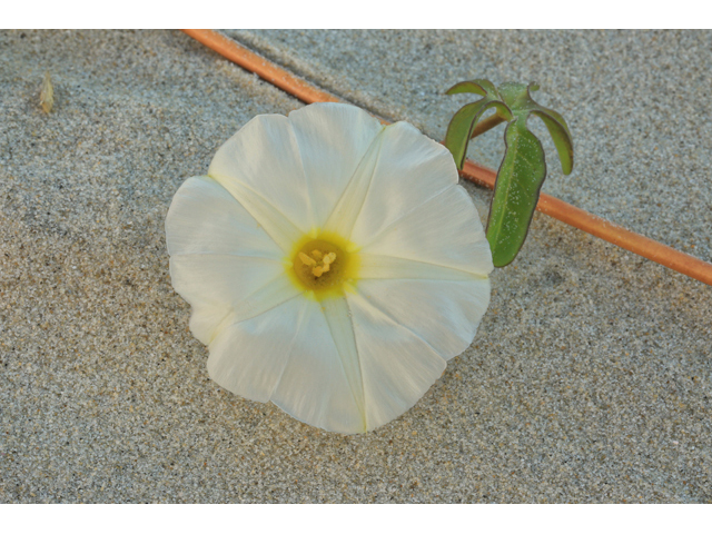 Ipomoea imperati (Beach morning-glory) #46686