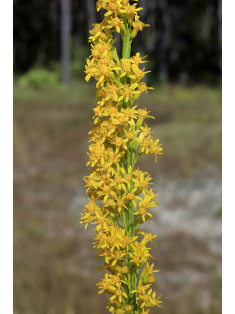 Solidago stricta (Wand goldenrod) #46689