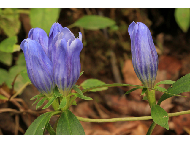 Gentiana saponaria (Harvestbells) #46691