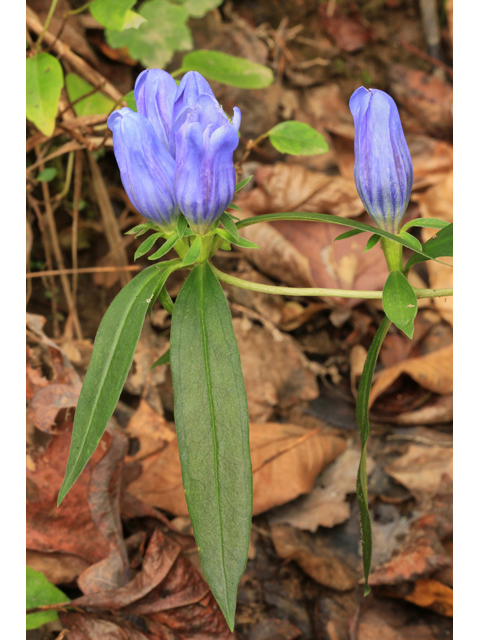 Gentiana saponaria (Harvestbells) #46693