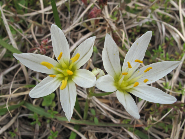 Nothoscordum bivalve (Crowpoison) #47097