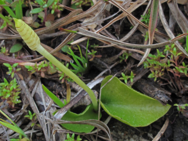 Ophioglossum crotalophoroides (Bulbous adder's-tongue) #47099