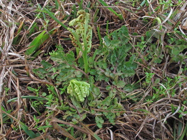 Botrychium lunarioides (Winter grapefern) #47100