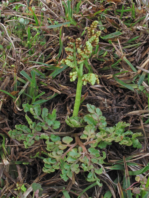 Botrychium lunarioides (Winter grapefern) #47101