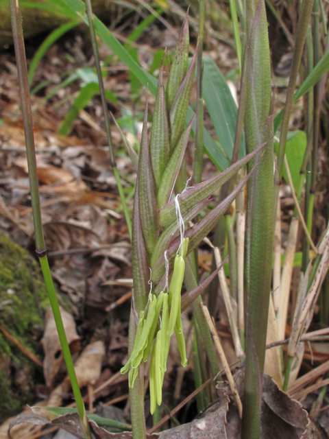 Arundinaria tecta (Switch cane) #47107