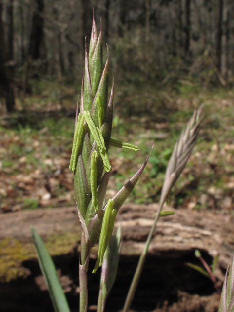 Arundinaria tecta (Switch cane) #47108