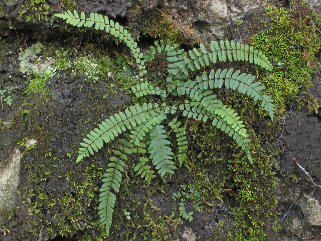 Asplenium heteroresiliens (Morzenti's spleenwort) #47117