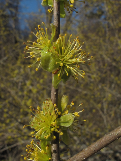 Forestiera acuminata (Eastern swamp privet) #47120